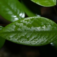 Doona venulosa Thwaites P.S.Ashton